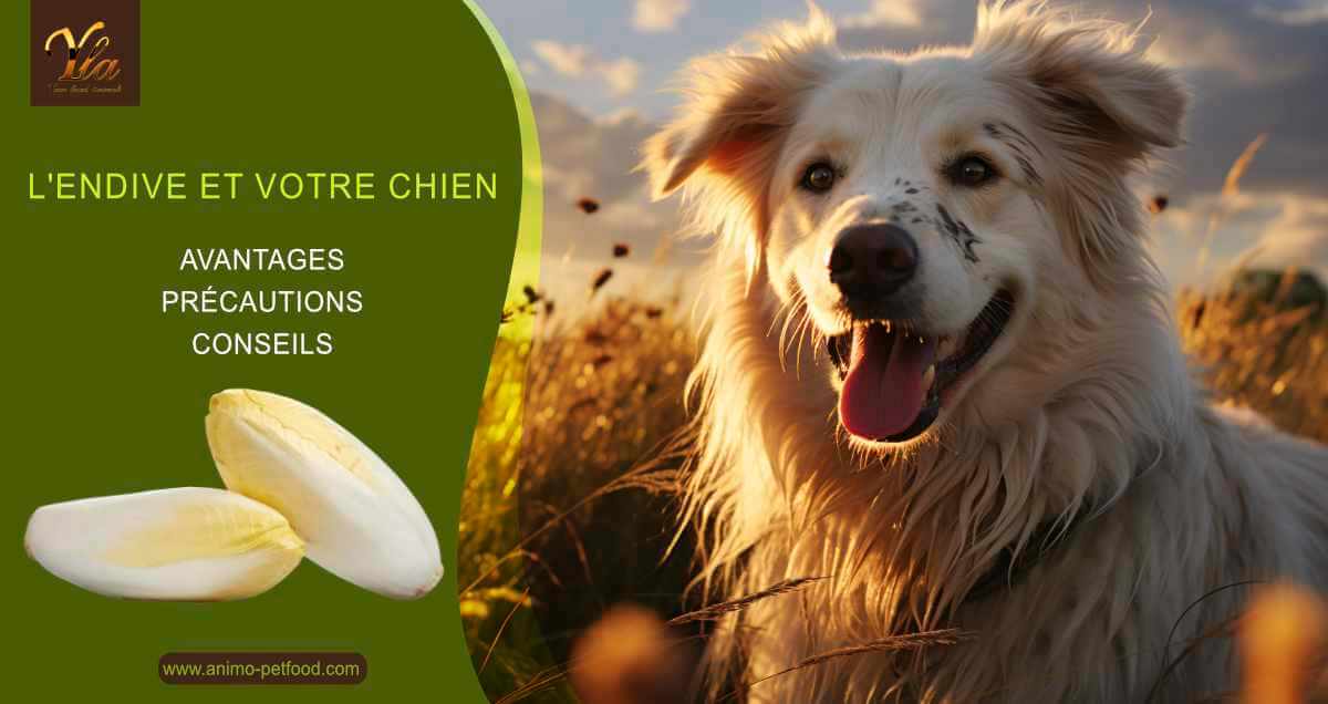 endive-et-chien-avantages-precautions-et-conseils